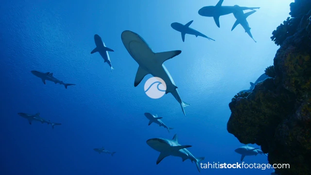 Shark stock footage
