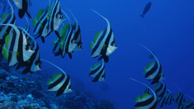 Tahiti Stock Footage: Banner Fished over the Coral Reef Collection