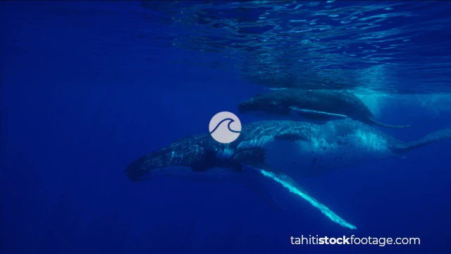 Whales stock footage