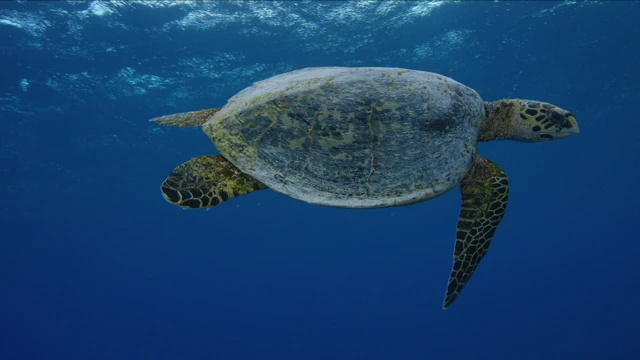 Tahiti Stock Footage: Turtles Footage Collection