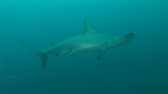 Tahiti Stock Footage: Hammerhead shark Lewini