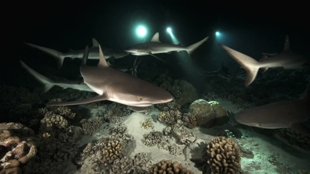 Tahiti Stock Footage: Sharks at Night Collection
