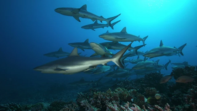 Tahiti Stock Footage: Grey Sharks Collection