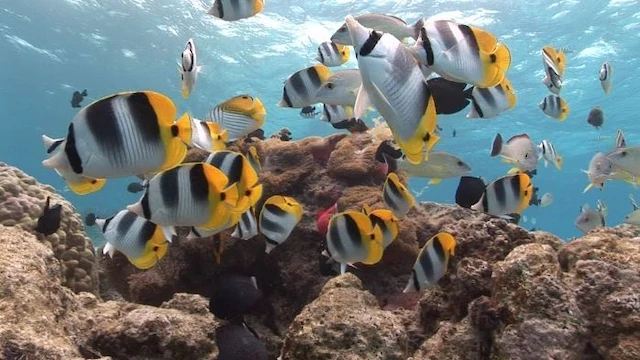 Tahiti Stock Footage: Butterfly Fishes Clip