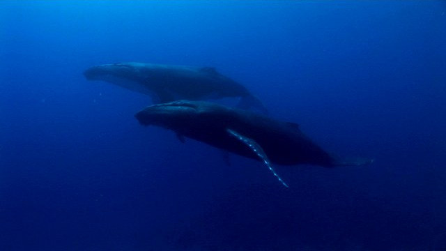 Tahiti Stock Footage: Mammifères marins