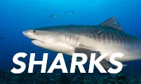 Tahiti Stock Footage - sharks photos collection