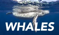 Tahiti Stock Footage - whales photos collection